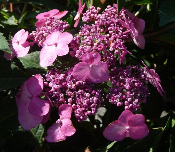 Hydrangea macrophylla Endless Summer® Twist-n-Shout®