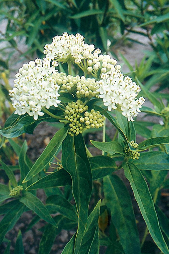 Asclepias incarnata Ice Ballet