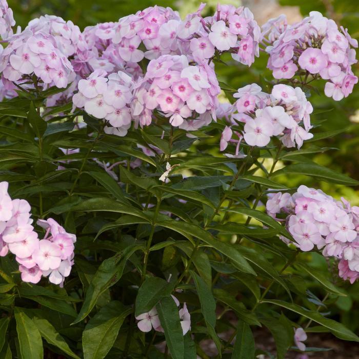Phlox paniculata Cotton Candy