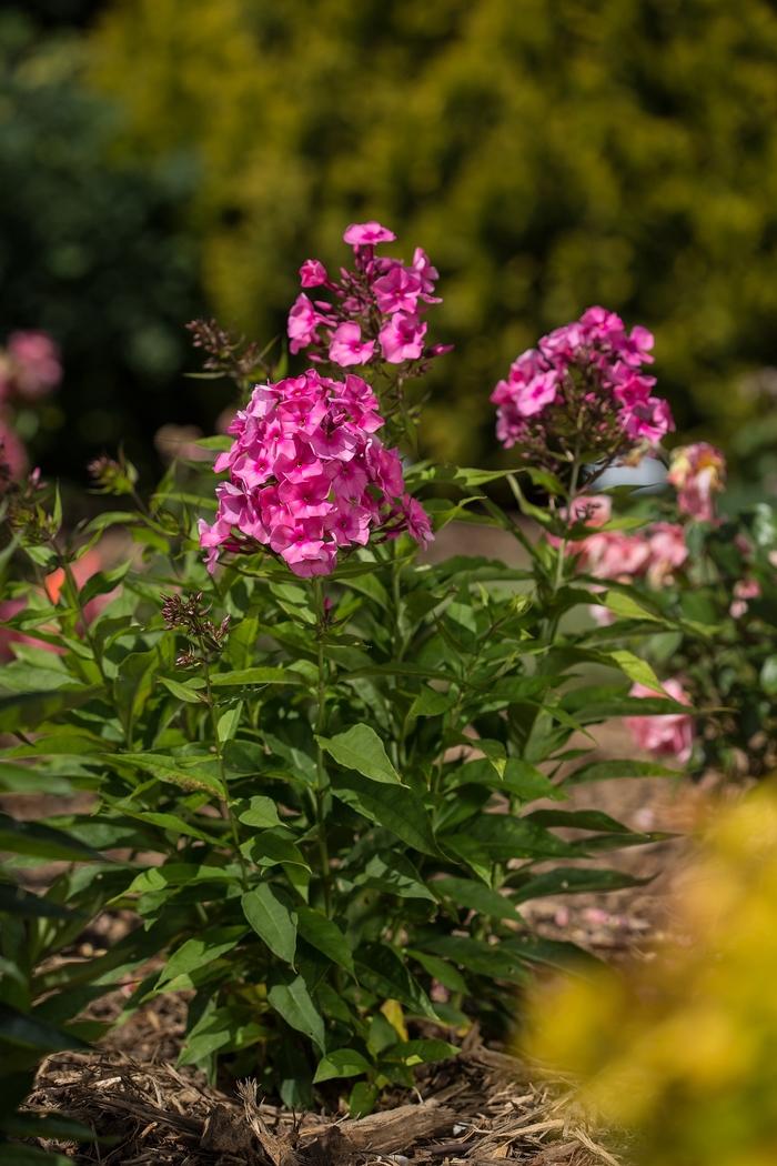 Phlox paniculata Candy Store® Bubblegum Pink™