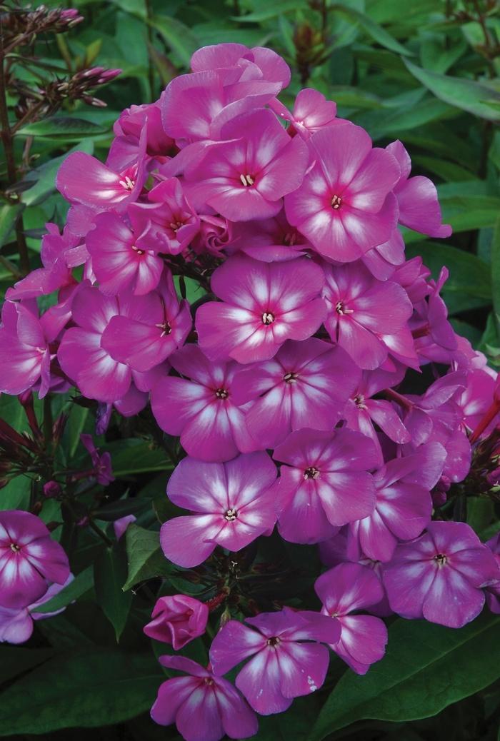 Phlox paniculata Candy Store® Grape Lollipop™