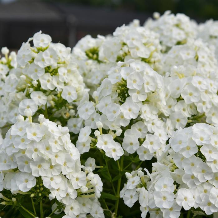 Phlox paniculata Luminary™ Backlight