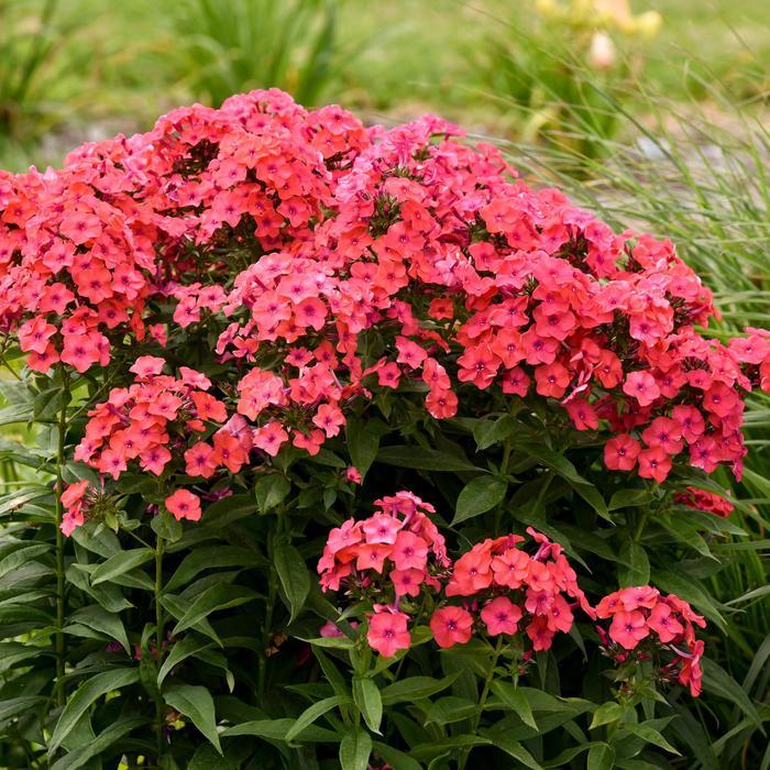 Phlox paniculata Luminary™ Sunset Coral