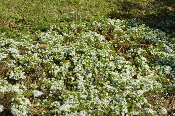 Aster ericoides Snow Flurry