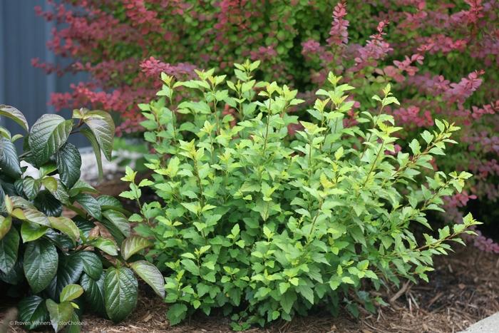 Physocarpus opulifolius Tiny Wine® Gold