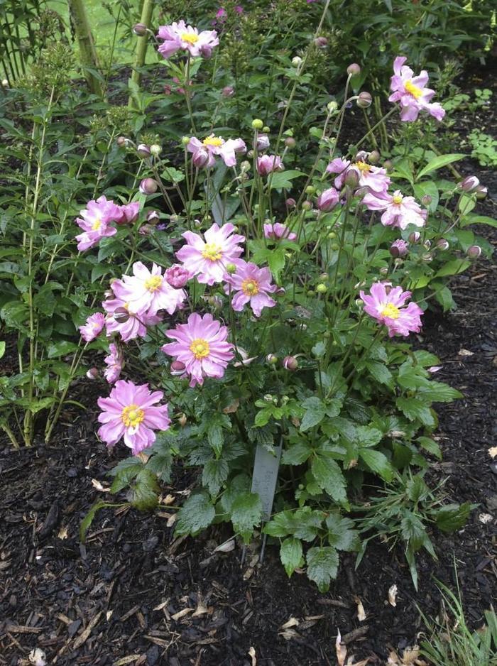 Anemone hupehensis Fantasy™ Pocahontas
