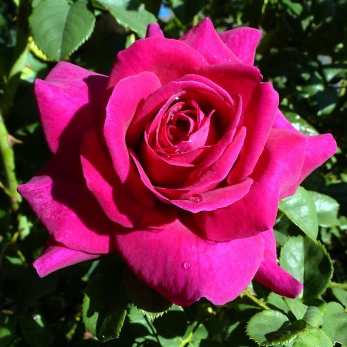 Rosa Brindabella Roses&trade; Purple Prince