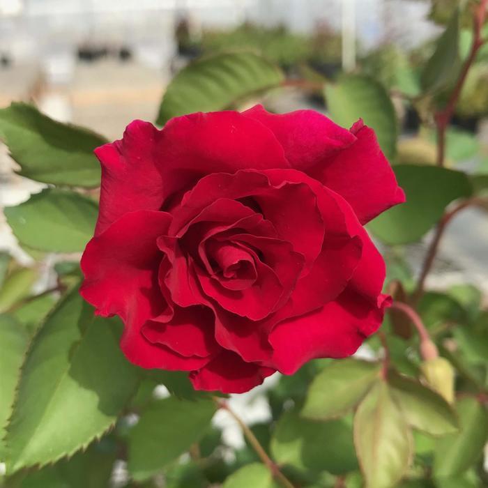 Rosa Brindabella Roses&trade; Empress