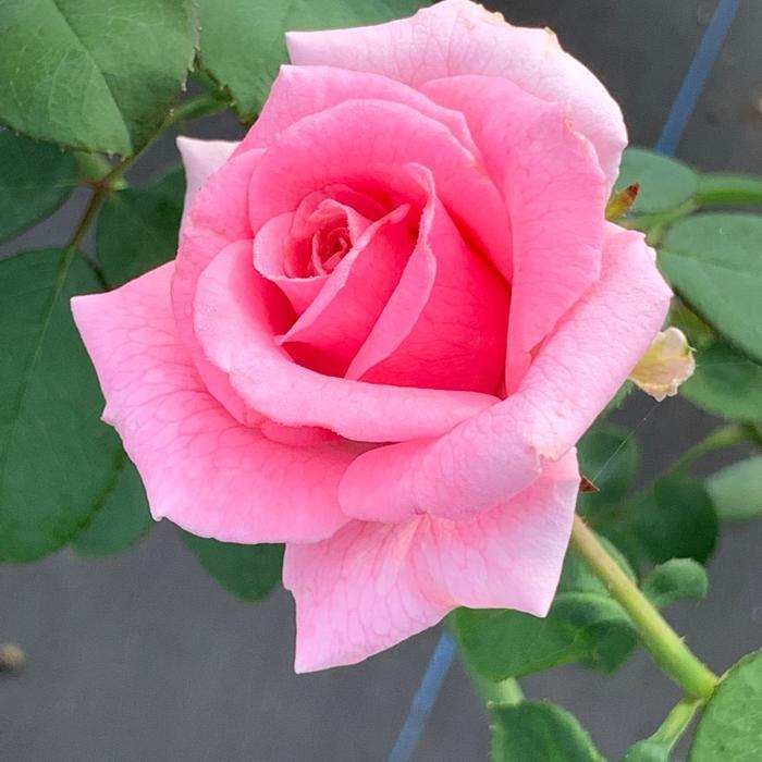 Rosa Brindabella Roses&trade; Pink Princess