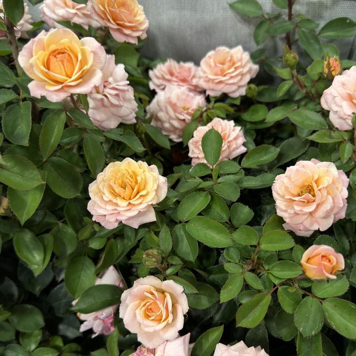 Rosa Easy Elegance&reg; Calypso