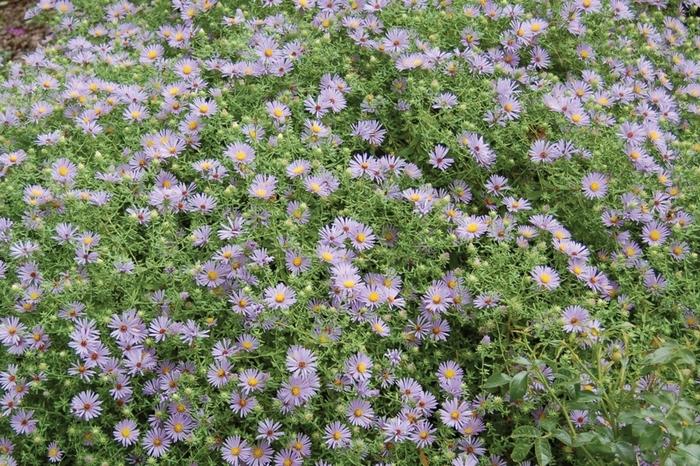 Aster oblongifolius October Skies