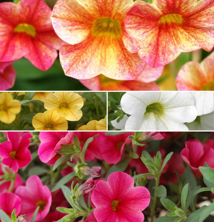 Calibrachoa Catwalk™ Series