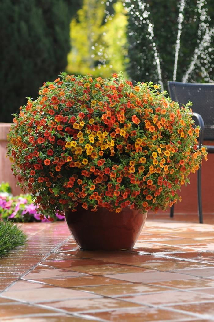 Calibrachoa Isabells Terracotta