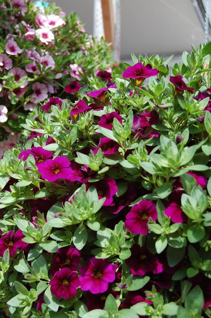 Calibrachoa Aloha Midnight Purple