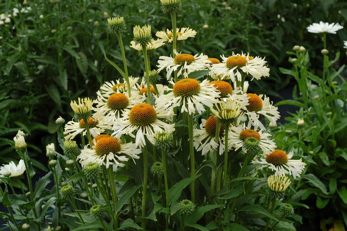 Echinacea Ferris Wheel