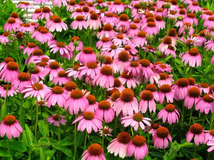 Echinacea Crazy Pink™