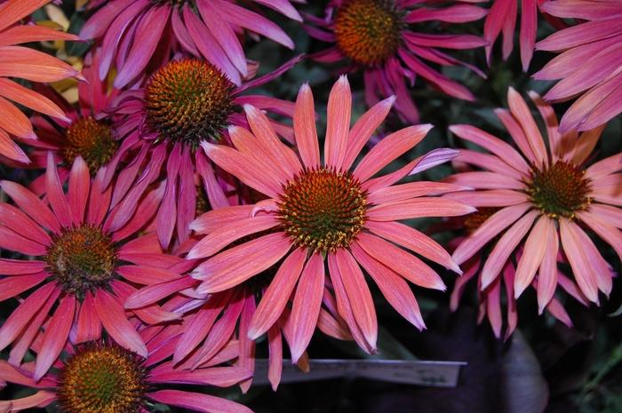 Echinacea Hot Summer