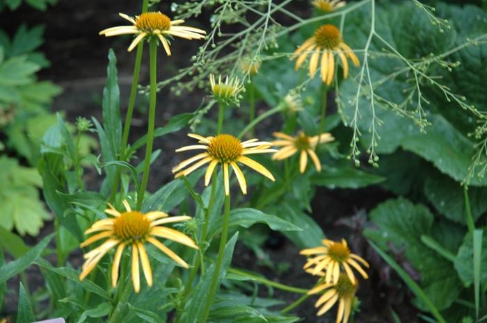 Echinacea Mango Meadowbrite™
