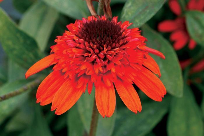 Echinacea Moab Sunset