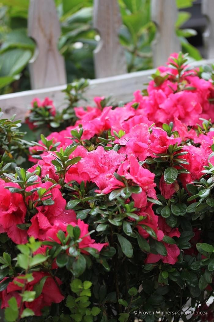 Azalea Bloom-A-Thon® Hot Pink