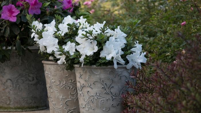 Azalea Bloom-A-Thon® White