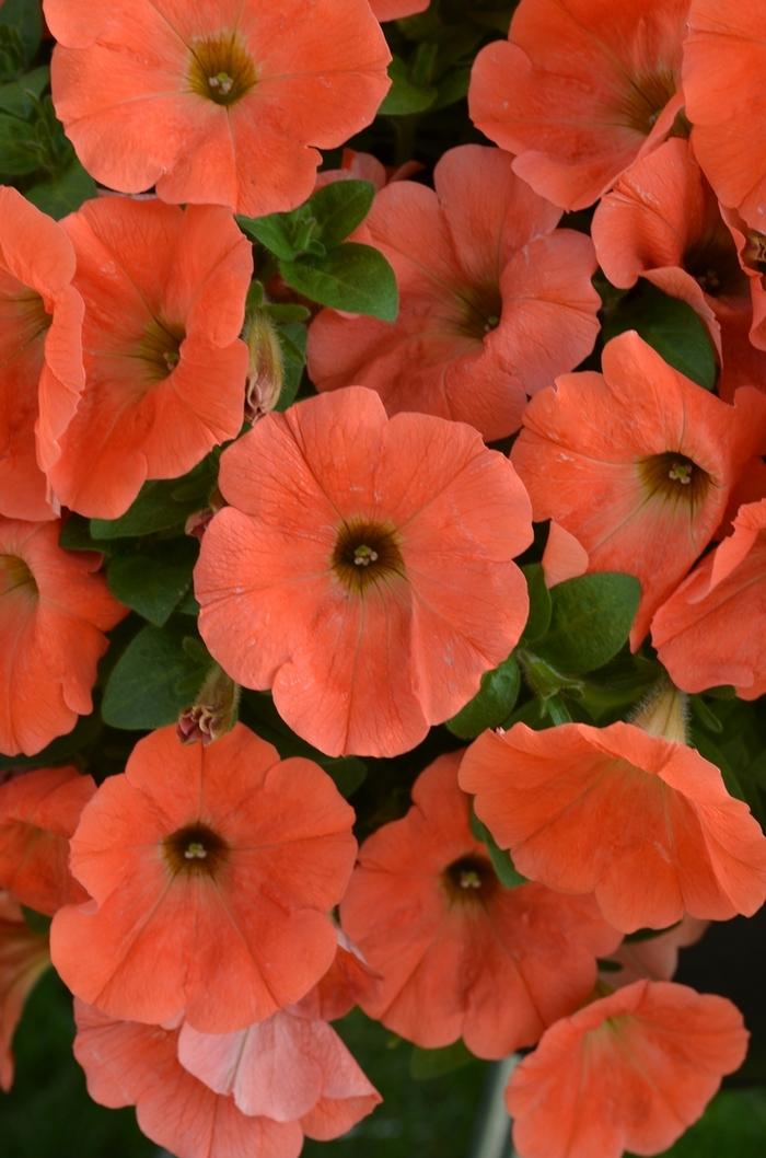 Petunia Potunia Plus Papaya