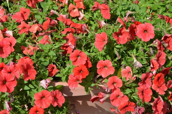 Petunia Potunia Plus Red