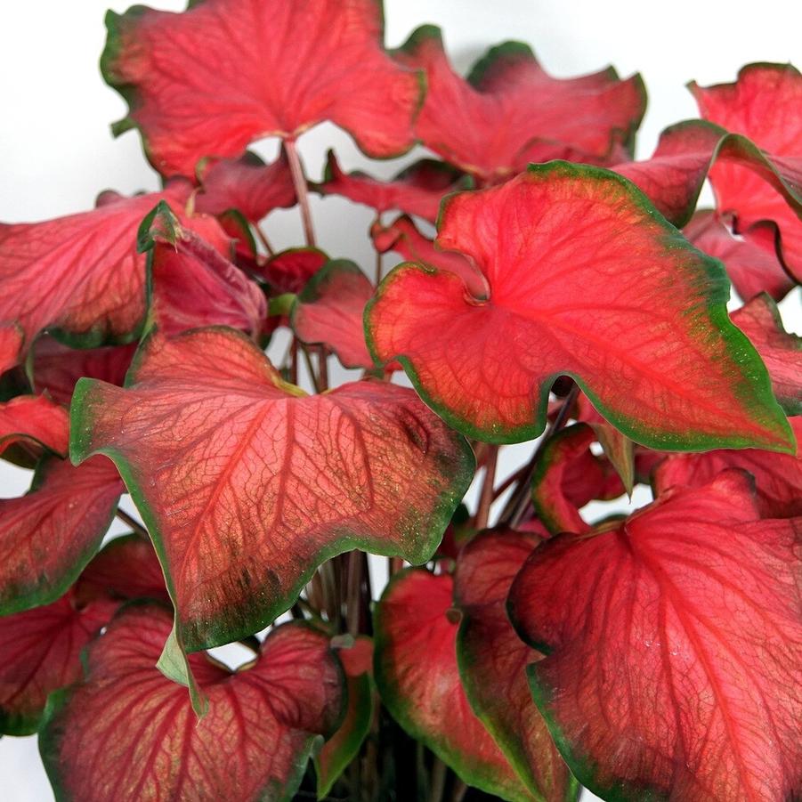 Kaladium™ 'Fairytale Princess™' from Oglesby Plants International