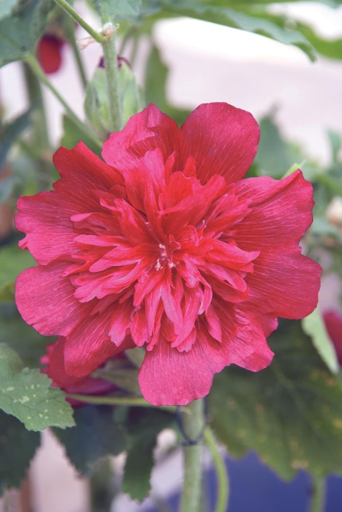 Alcea rosea Spring Celebrities Carmine-Rose