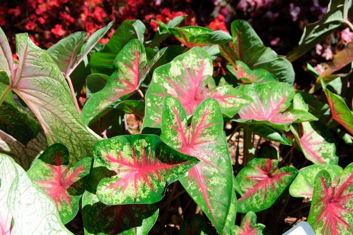Caladium hortulanum Heart to Heart™ Flatter Me