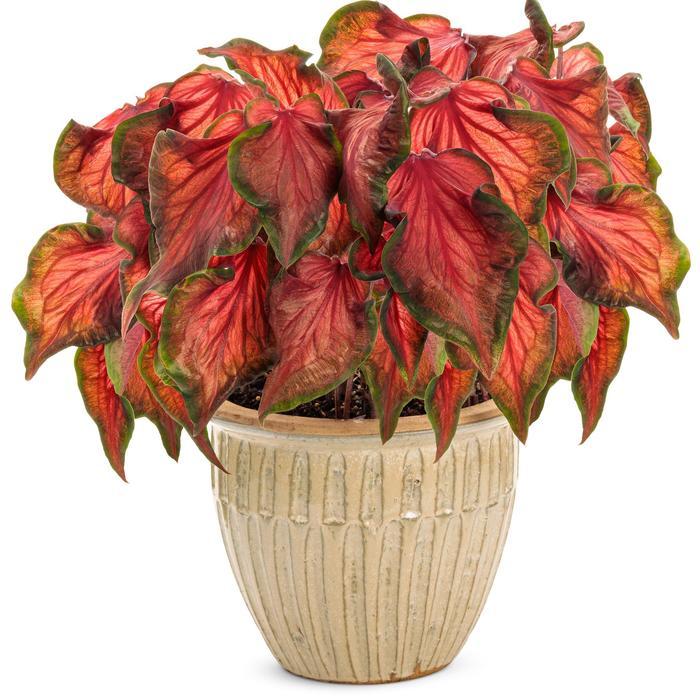 Caladium hortulanum Heart to Heart®: Hot 2 Trot