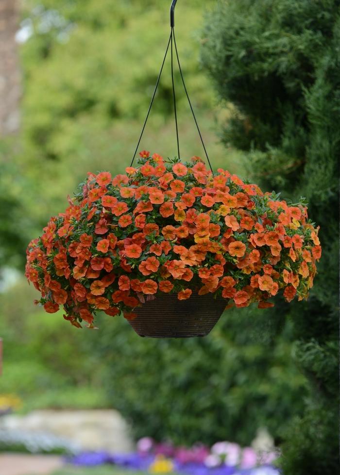 Calibrachoa Cabaret® Orange Improved