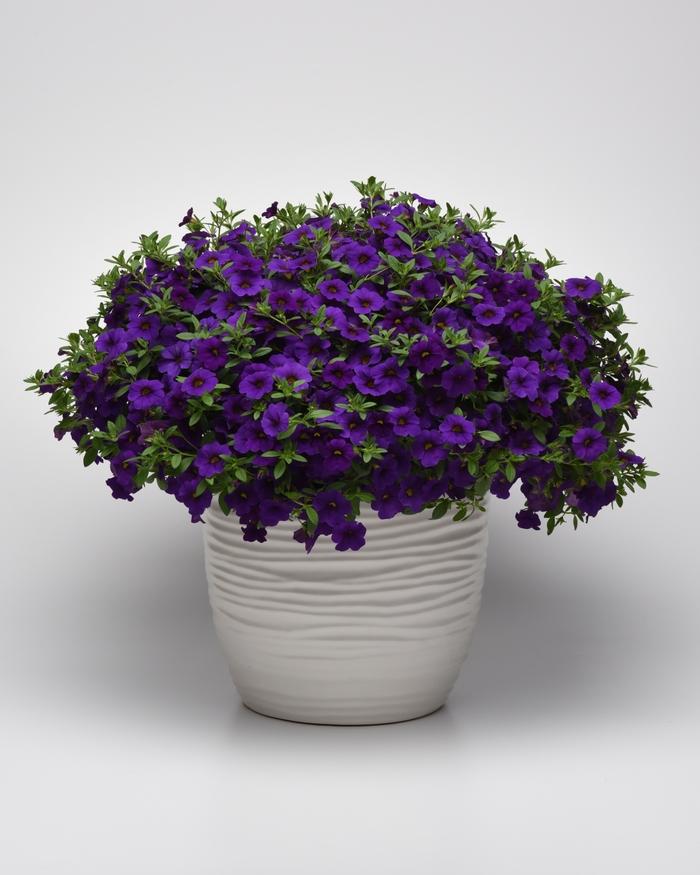 Calibrachoa Cabaret® Blue Midnight