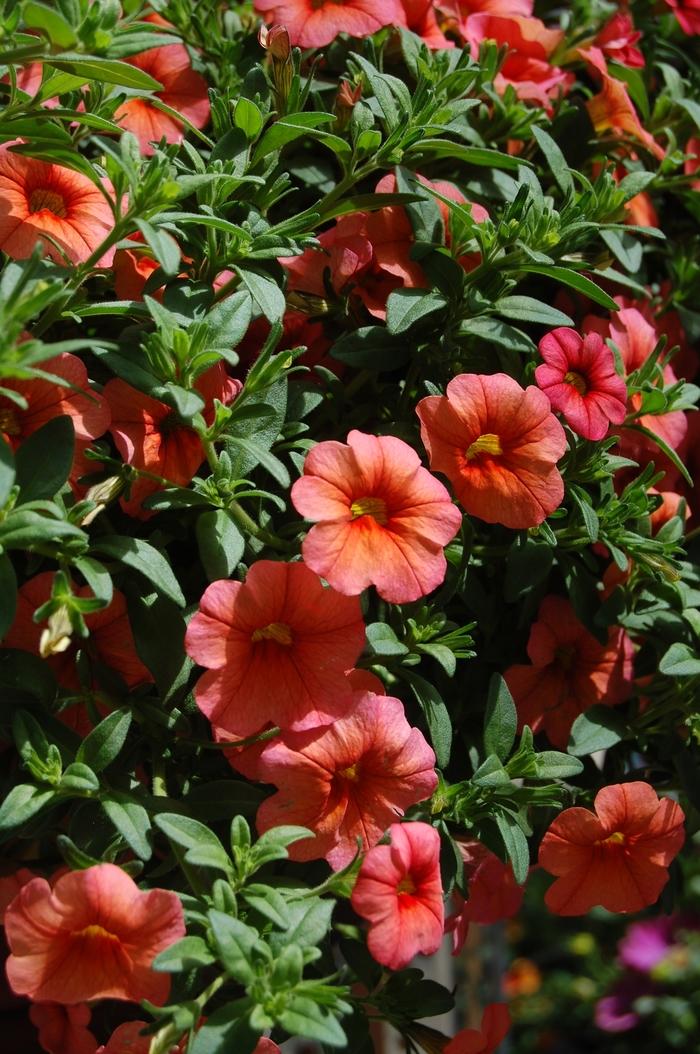 Calibrachoa Aloha Apricot