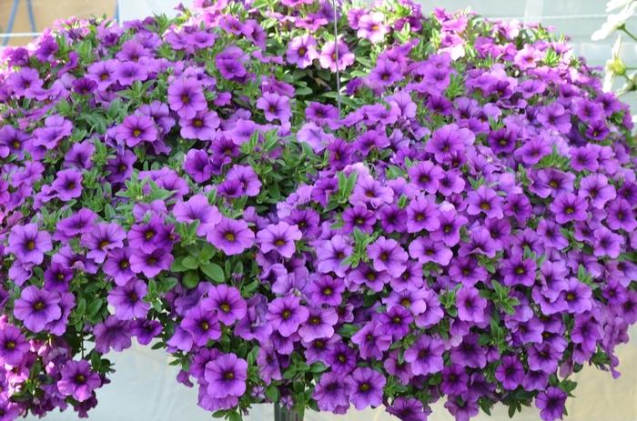 Calibrachoa Aloha Kona Lavender