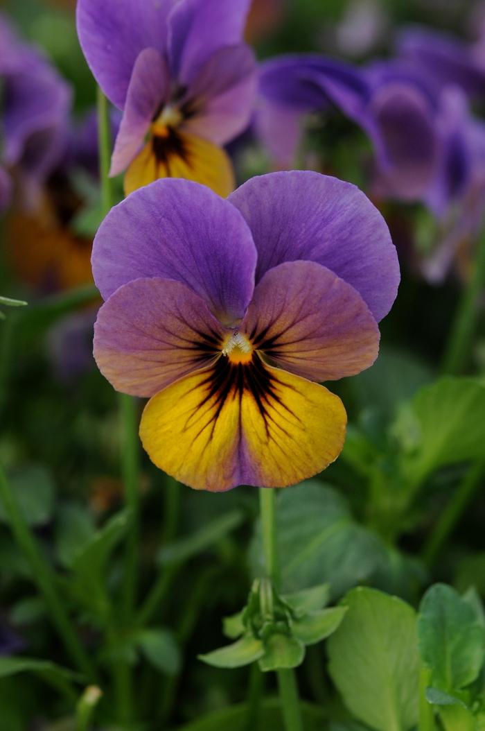 Viola cornuta Celestial™ Twilight