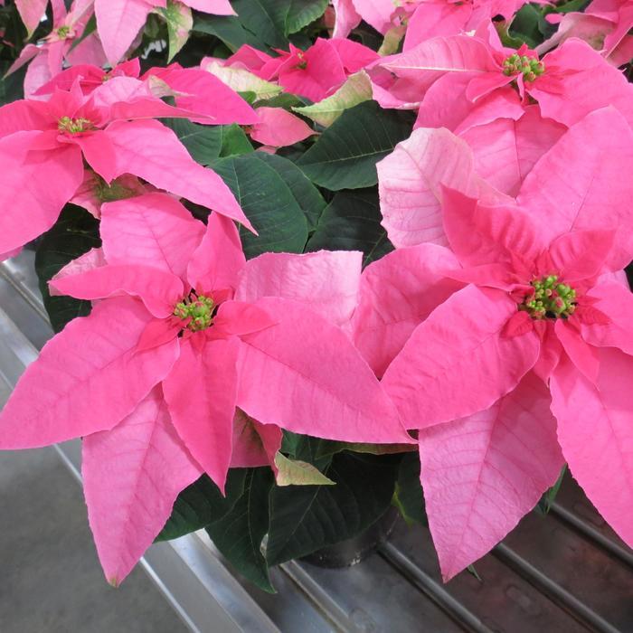 Euphorbia pulcherrima Princettia Queen&trade; Hot Pink