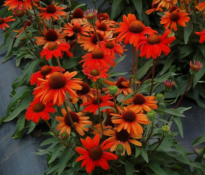 Echinacea Kismet® Intense Orange