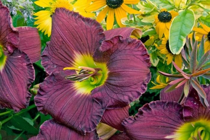 Hemerocallis Rainbow Rhythm® Nosferatu