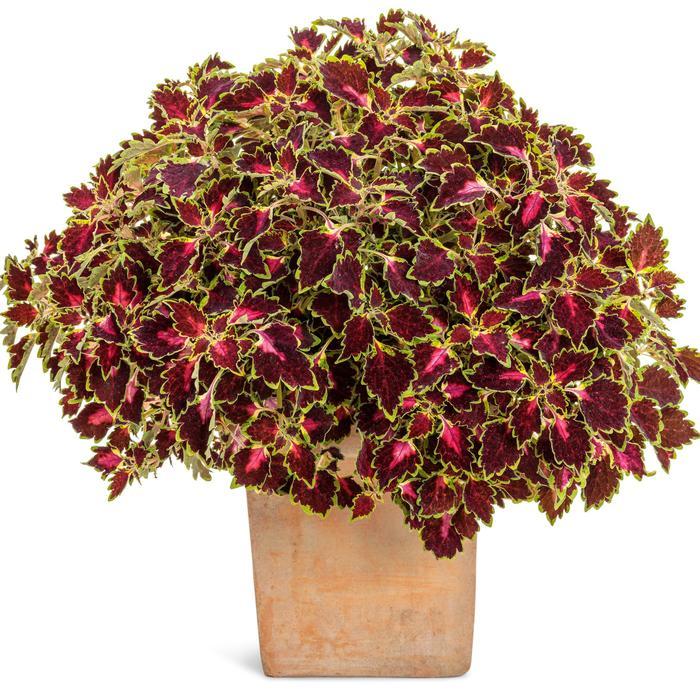 Coleus scutellarioides ColorBlaze® Cherry Drop