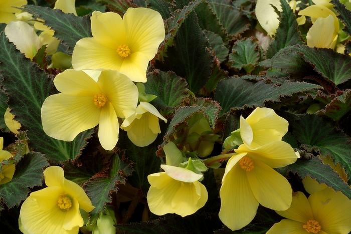 Begonia Daystar&trade; Yellow