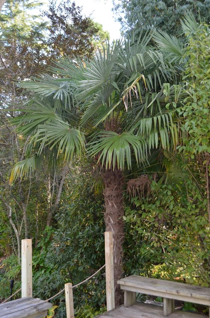 Trachycarpus fortunei 