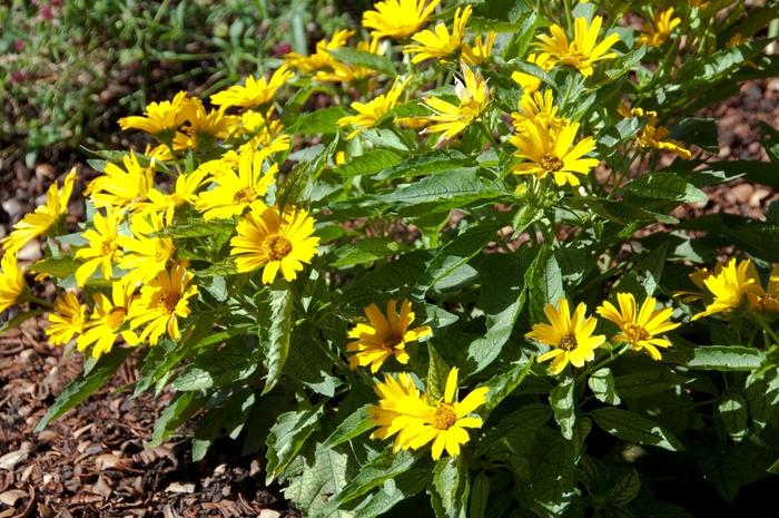 Heliopsis helianthoides Sunstruck