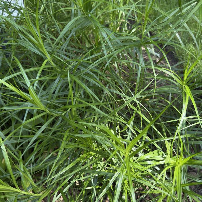 Carex muskingumensis 