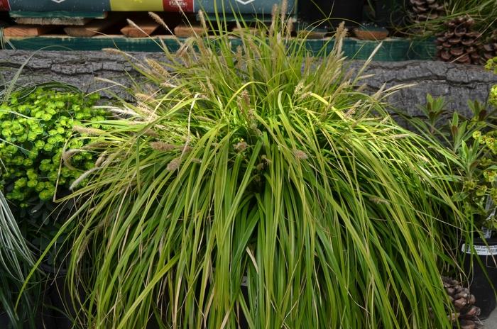 Carex oshimensis EverColor® Everillo