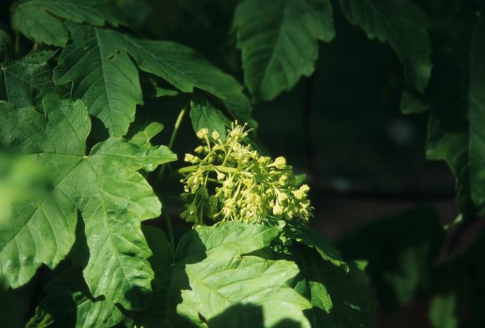 Acer heldreichii 