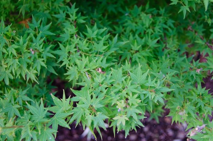 Acer palmatum Hanami Nishiki