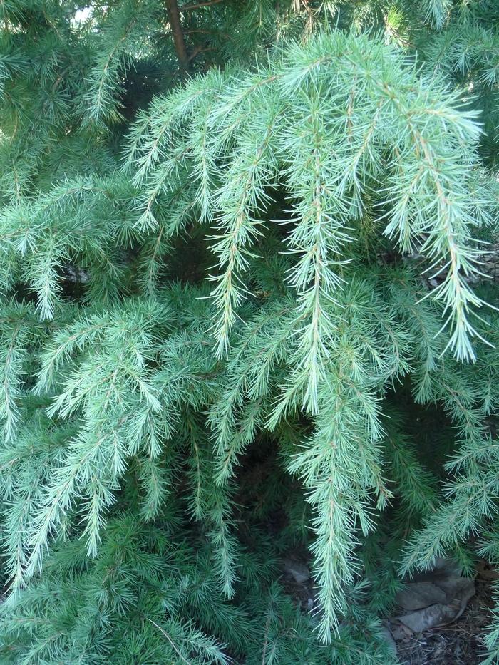 Cedrus deodara Montrose Veil