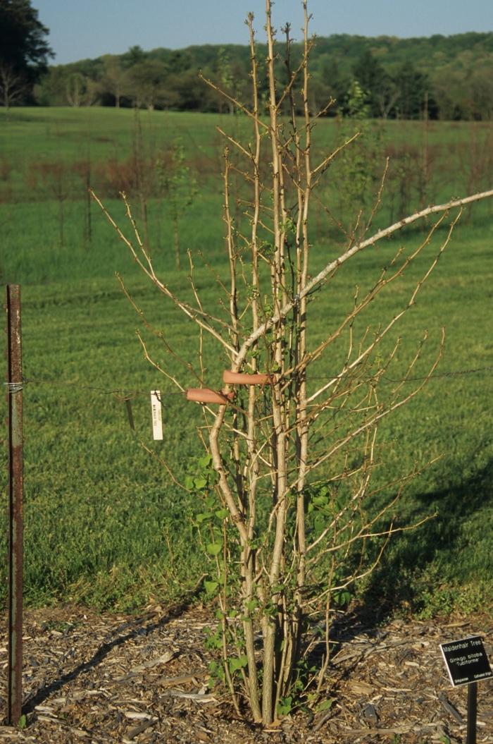 Ginkgo biloba Tubiformis