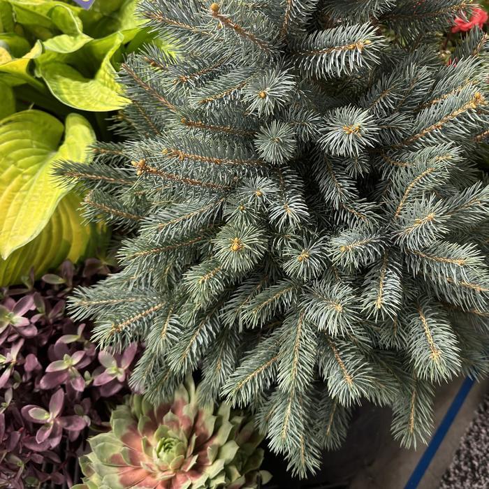 Picea pungens Baby Blue®
